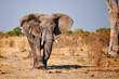 Big elephant walking in an african park