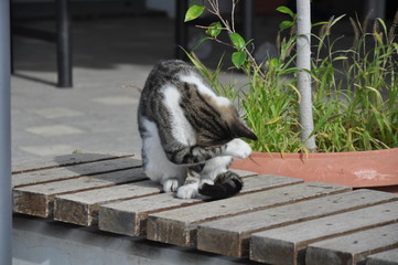 Wall Mural - The beautiful Animal Cat in the natural environment