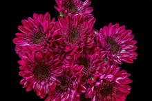 Pink Flowers Isolated On Black  Background