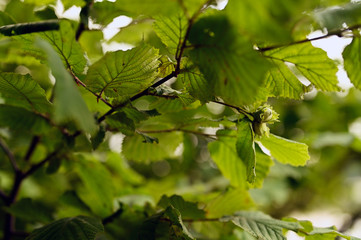 Poster - Green hazelnut with leaves on tree.