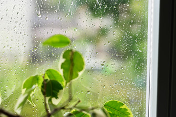 Wall Mural - Rain drops on window and plants in interior.