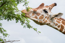 Giraffe Eating From Bush In The Zoo