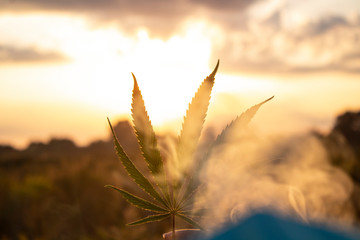 Leaf of cannabis in the hand in the setting sun on blurred background