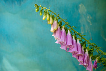 Fingerhut (Digitalis Purpurea) Vor Blumenkuebel