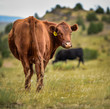 Cow in a field looking back