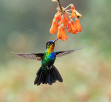 Fiery-Throated Hummingbird In Costa Rica 