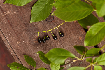 Wall Mural - Overhead view of branch of bird berries on wooden background. Studio lighting. Healthy eating concept