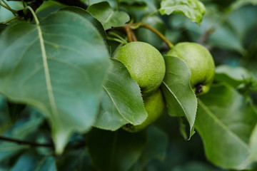 Wall Mural - Close-up view go pears on branch in home garden. Homegrown food. Healthy eating concept