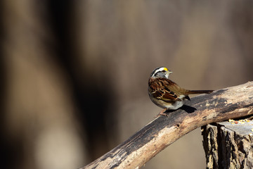 Zonotrichia albicollis