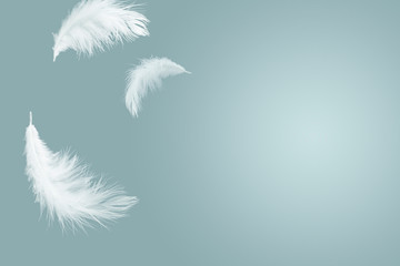 Wall Mural - abstract white fluffly feathers floating the sky. swan feather flying on heavenly.