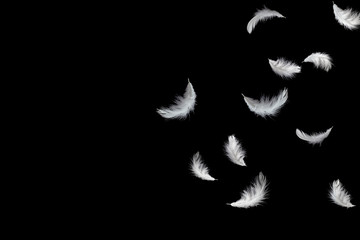 Wall Mural - abstract solf white feathers falling down in the air, black background