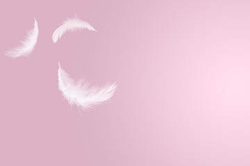 Wall Mural - abstract solf white feathers floating in the air, pink background