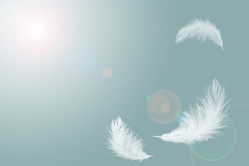 Wall Mural - abstract solf white feathers floating in the air