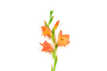 Beautiful Orange Gladiolus Flower On White Background