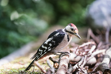 Poster - the Great spotted woodpecker