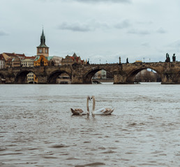  Loving couple of swans, face to face, in the middle of the Vltava river, with the Charles bridge in the background in Prague. Couple of birds. Animals.