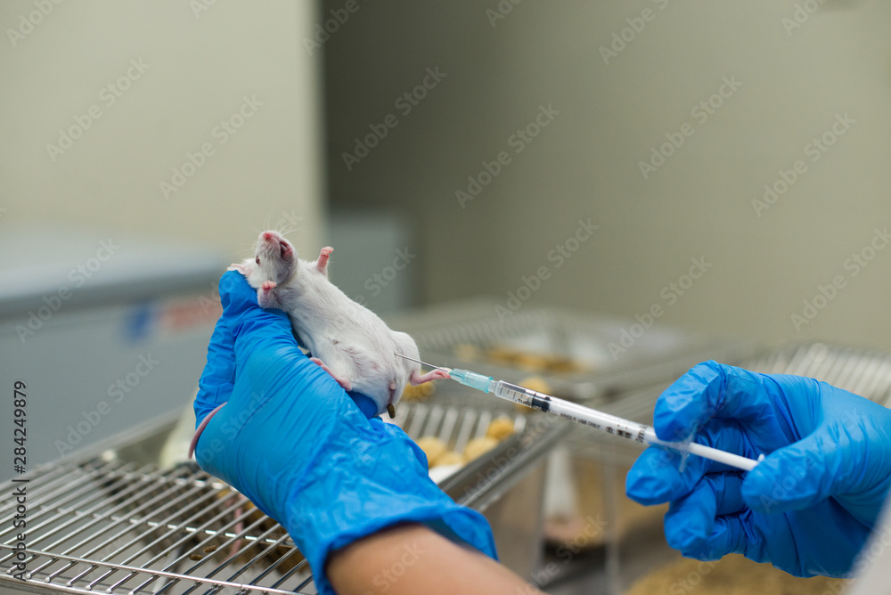Research staff are injecting the mouse into animals,Experimental ...