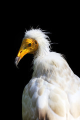 Poster - The Egyptian vulture (Neophron percnopterus), also called the white scavenger vulture or pharaoh's chicken. Vulture portait with black background.