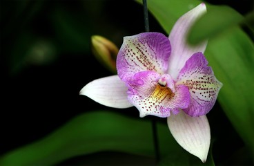 pink orchid flower