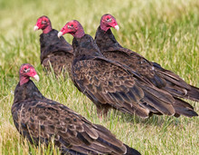 The Group Of Turkey Vultures Staying In The Grass Around Carcass Of Prey