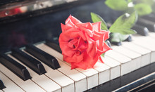 Beautiful Rose On The Piano Keyboard. Love, Music