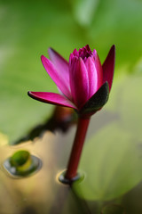 Sticker - Pink and white lotus flower and green leaves	