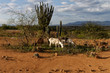 Kozy na pustyni Tatacoa w Kolumbii