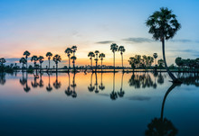 Sunrise Landscape In Sugar Palm Tree Field In Chau Doc, An Giang, Mekong Delta, Vietnam