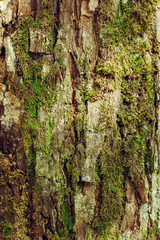Abstract background. Texture of an old tree with moss. Old wooden texture with moss.