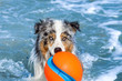 Portrait von einem nassen Hund mit einem Spielzeug im Maul, der im Meer steht