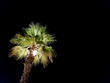 świetlona palma w nocy