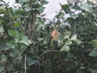  spider crusader on the web
