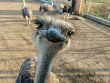  Funny Ostriches On An Ostrich Farm