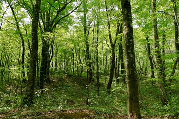  《十二湖の四季》青森県深浦町