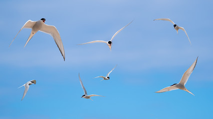 Arctic terns flying in a blue sky