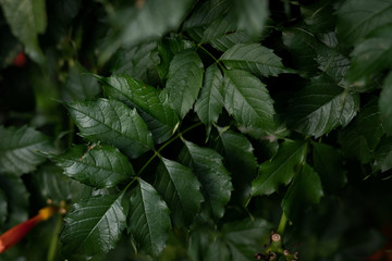 Wall Mural - dark exotic tropical leaves background, moody dark tones