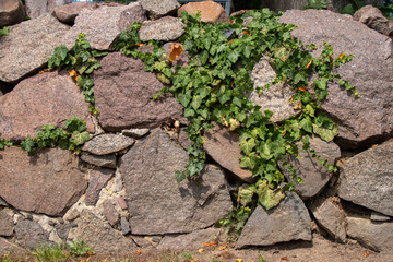 green flower at a wall