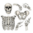 Hand drawn anatomy set. Vector human body parts, bones. Skull, hands, rib cage or chest, pelvic bones. Vintage medicinal illustration. Use for Haloween poster, medical atlas, science realistic image.