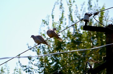 Two birds on overhead power lines.