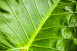 © evannovostro - Tropical plant green leaf background