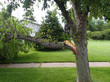 Broken tree limb from a storm