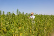 © MexChriss - Scientist with tweezers taking samples and observing CBD hemp plants on marijuana field