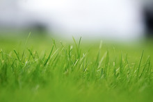 Beautiful Strands Of Green Grass In Meadow Pasture With Blurred Background