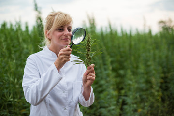 Wall Mural - Scientist with magnifying glass observing CBD hemp plants on marijuana field