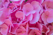 Closeup Of Pink Hydrangea Flowers In Garden