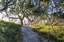 Selective Focus Of Gnarled Windswept Live Oak Trees On Ocracoke Island, North Carolina, Where Blackbeard The Pirate Was Captured And Hanged