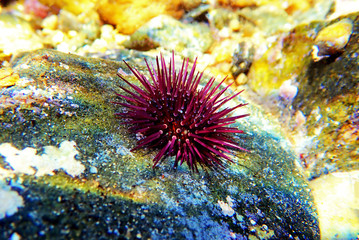 Wall Mural - Paracentrotus lividus - colorful Mediterranean sea urchin in underwater scene 