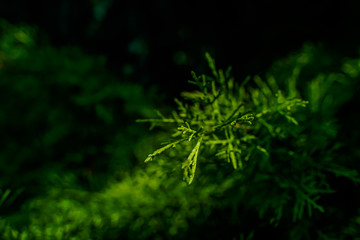 Canvas Print - Green leaf background background, natural background and wallpaper in the flower dome Singapore.