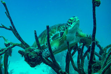 Green Turtle Resting on Coral