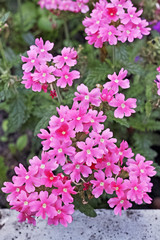 Canvas Print - Pink Verbena Flowers